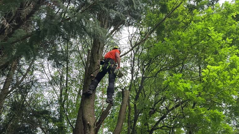 Best Hedge Trimming  in Buellton, CA